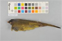 藏品(白環鸚嘴鵯)的圖片